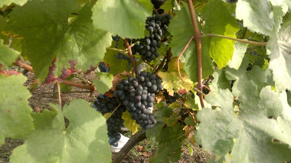 Burčákový pochod 2011